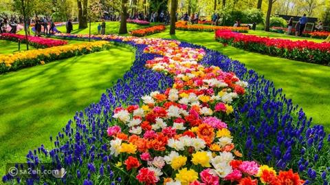 افتتاح أكبر حديقة زهور توليب في هولندا بها 7