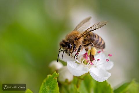 اليوم العالمي لنحل العسل