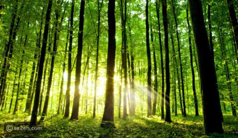 أهمية الاحتفال باليوم الدولي للغابات
