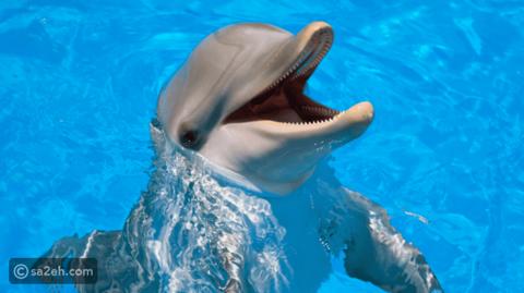 يوم الدلافين العالمي