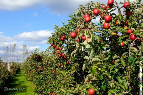 مزارع التفاح: استمتع بتجربة التنزه وسط الأشجار