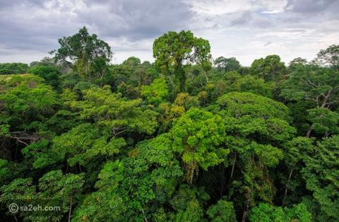 أفضل الغابات حول العالم