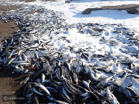 فزع في اليابان بسبب نفوق ملايين الأسماك على