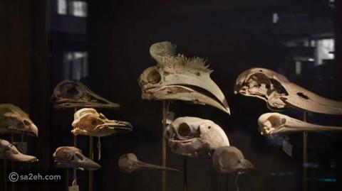 إعادة افتتاح متحف علم الحيوان الشهير في لندن