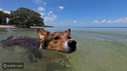 أهم النصائح الضرورية لزيارة الشواطئ مع الكلاب