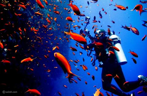 عالم تحت الماء: أفضل وجهات الغوص والاستكشاف